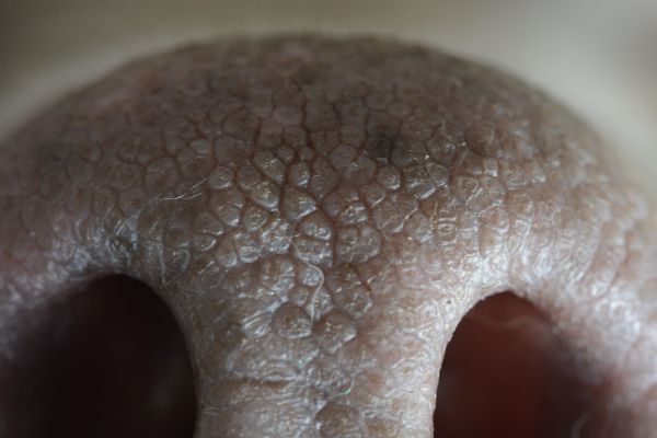 Igor's Nose - Explored