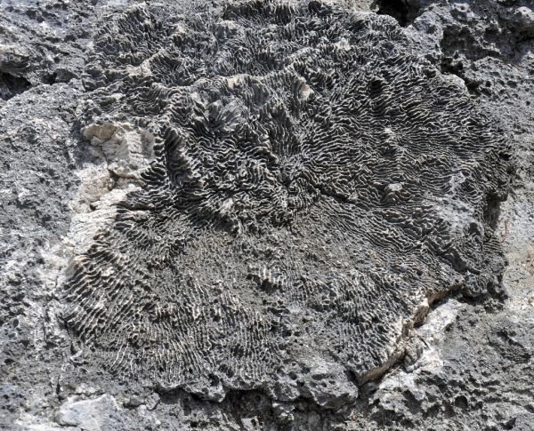 Diploria clivosa fossil knobby brain coral (Cockburn Town Member, Grotto Beach Formation, Upper Pleistocene, 114.3 ka; C