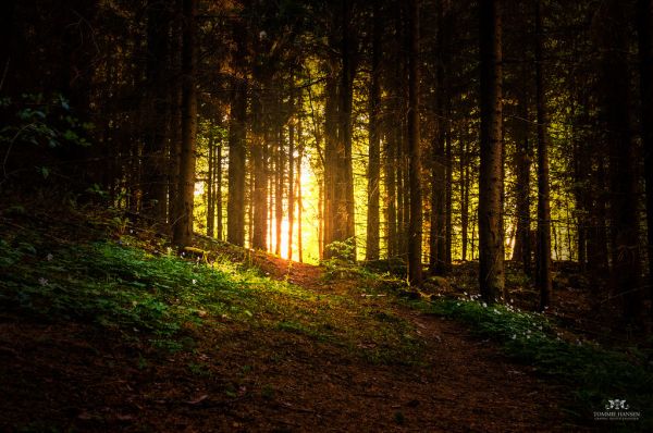 Light and forest at Isblandskärret, Djurgården (Stockholm/Sweden)