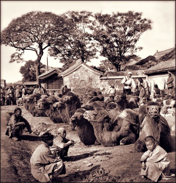 China's Common Carrier, Her Substitute For Railways, A Camel Square In Peking, China [1901] Underwood & Co [RESTORED]
