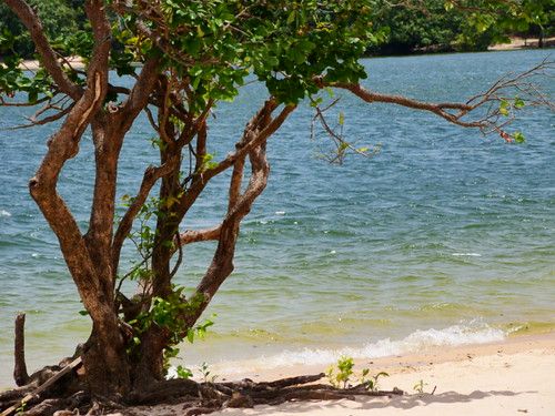 Praia de Alter do Chão Santarém Pará Norte Amazonia Brasil Aquifero Alter do Chão