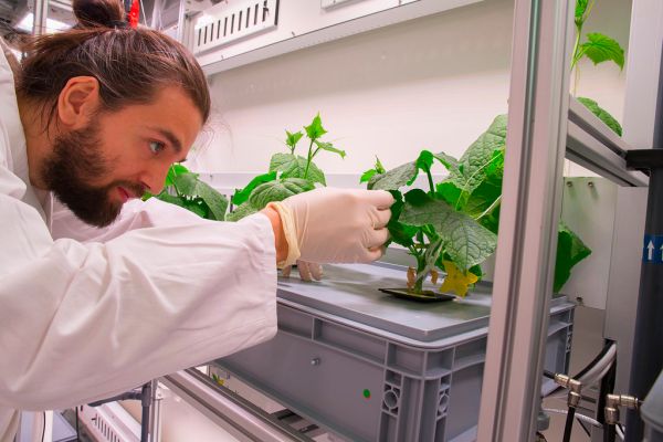 Conrad Zeidler untersucht eine Gurkenpflanze im EDEN:ISS Gewächshaus