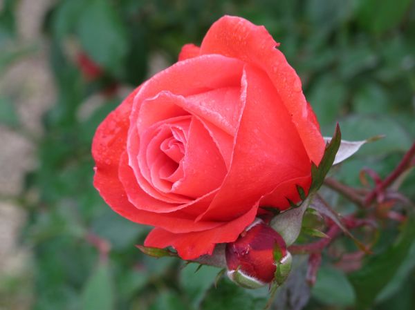 Rose Attraktion バラ アトラクツィオーン