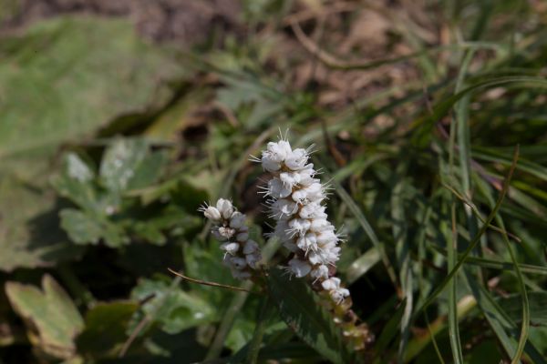 Knöllchen-Knöterich (Bistorta vivipara) - Jägerkamp / Aiplspitz