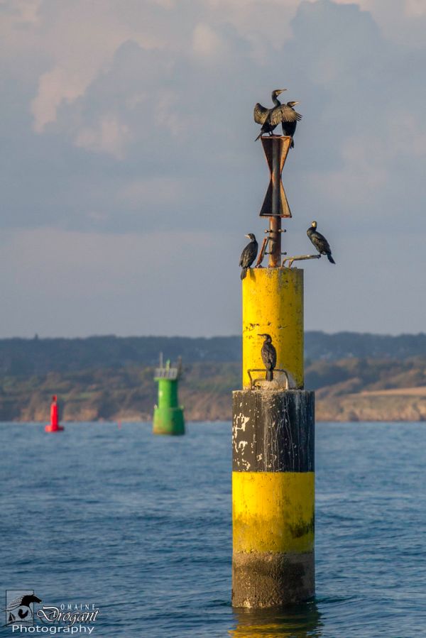 Cardinale ouest ou le perchoir à cormorans