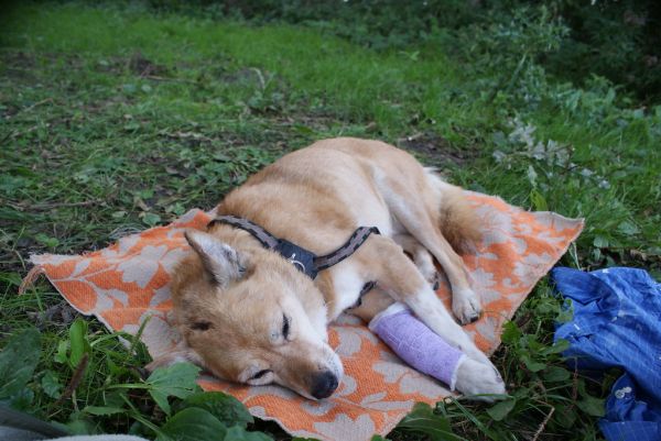 Zora bitten by pitbul dog