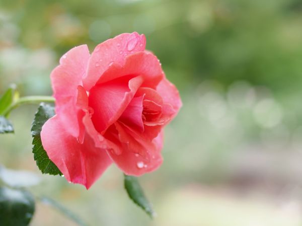 Rose, Barock, バラ, バロック,
