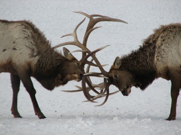 Two Bulls Clash Antlers