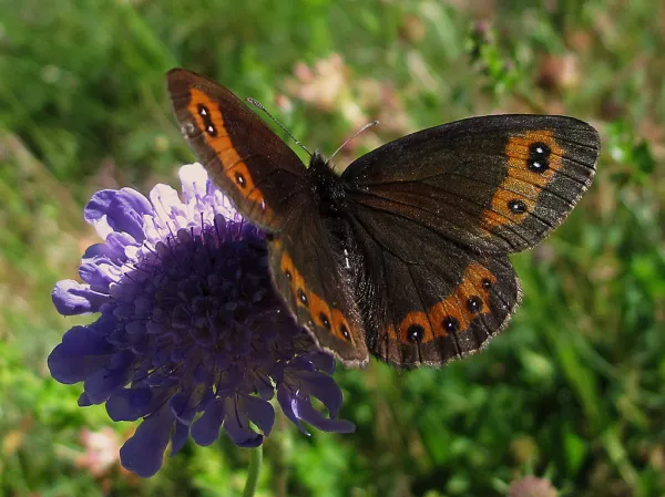 'Reliquias glaciares' * Erebia palarica