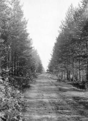 'Tällaisen metsän sisällä on hauska ajaa autollakin.' Keitele, Savo.