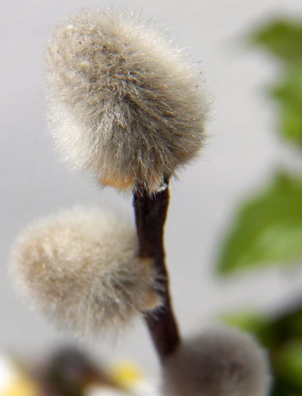 Pussy-Willow