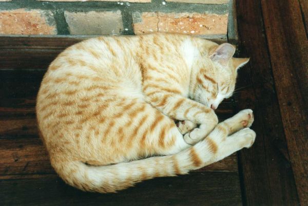 The gitte cat was waiting