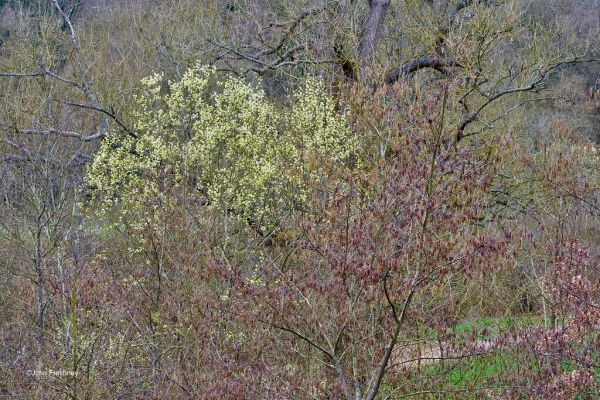 Pussy Willow and Alder Catkins Galore