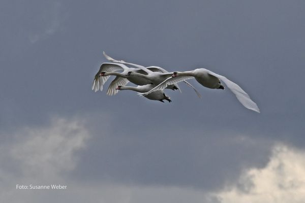 Näher geht nicht - Höckerschwäne - Mute Swans