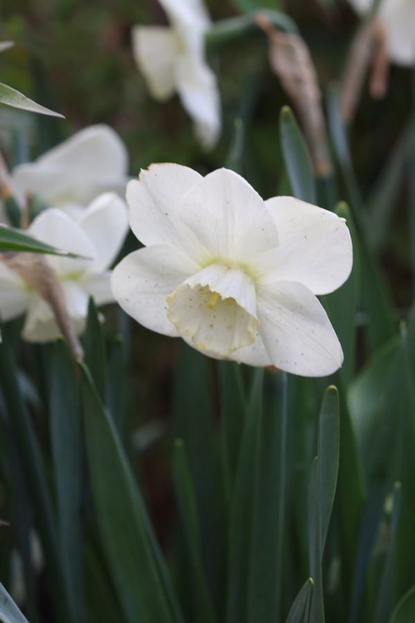 Narcissus 'Misty green'