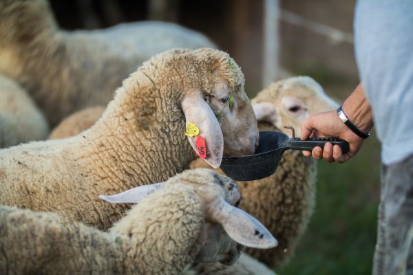Schäfer gibt seinen Schafen Mais