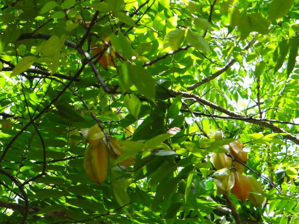 Karambole