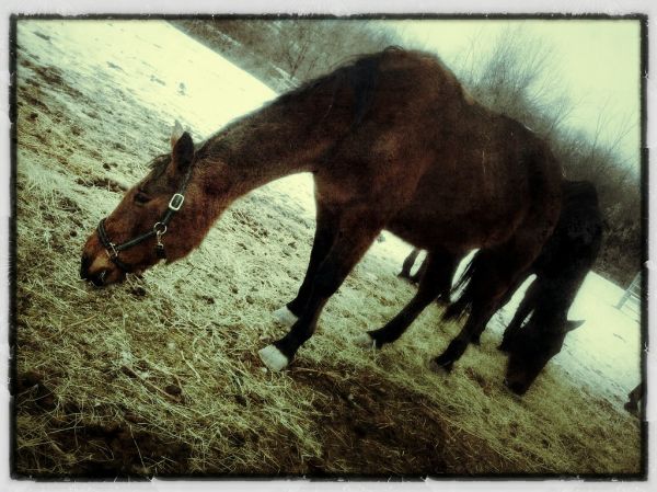 Horse at Lollypop Farm