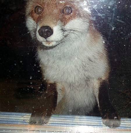 Fuchs