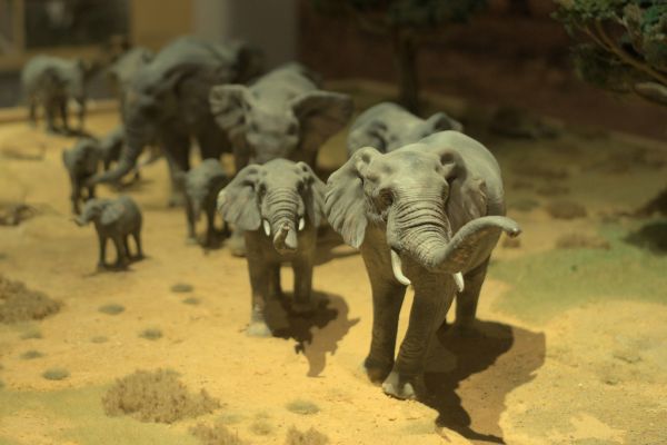Sonderausstellung 'Elefanten – Wildtiere und Kulturikonen'