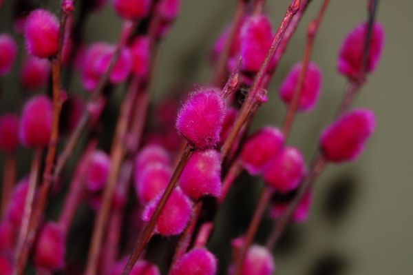 Pussy willow
