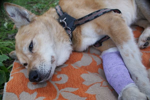 Zora bitten by pitbul dog
