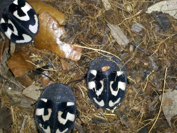 Therea olegrandjeani- Question Mark Cockroach