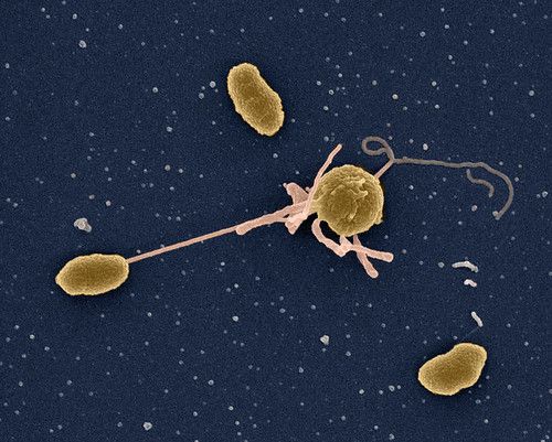 Vibrio Cells 1