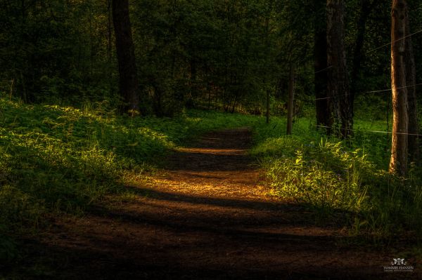 Light, flowers and road at Isblandskärret, Djurgården (Stockholm/Sweden)