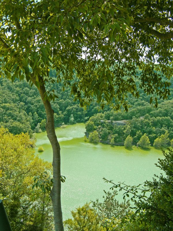 Vaig atrapar uns arbres banyant-se! ('¡Pillé unos árboles bañándose!',' I caught the trees having a bath!')