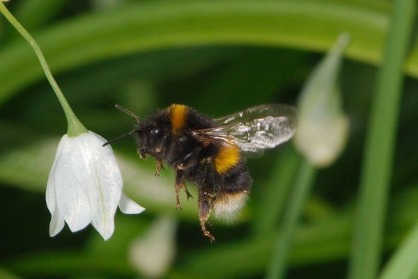 the flight of the bumble bee