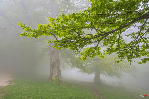 Il mistero della nebbia