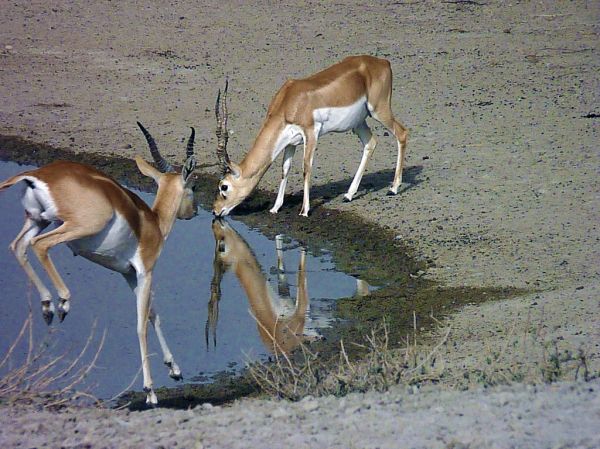 a pair of blackbuck at tal chhapar