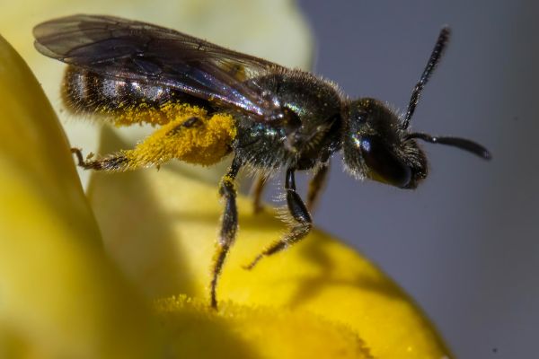 Furchenbiene - Größe des Exemplars ca. 4-5mm geschätzt.