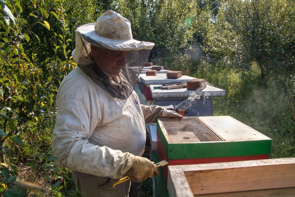 Imker inspiziert einen Bienenstock