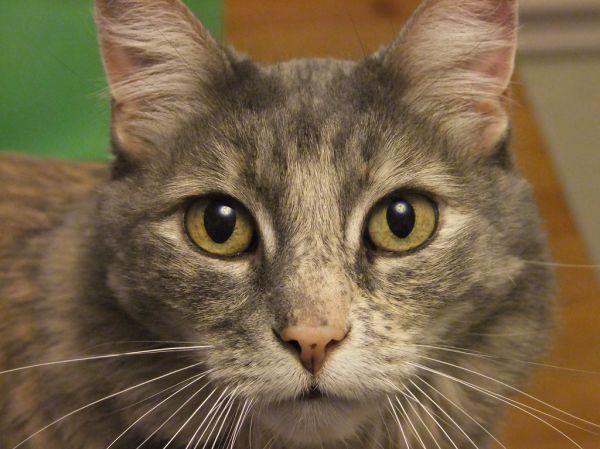 Peaches the cat. Pearce family los gatos san jose dec 2010. detailed face close up face on