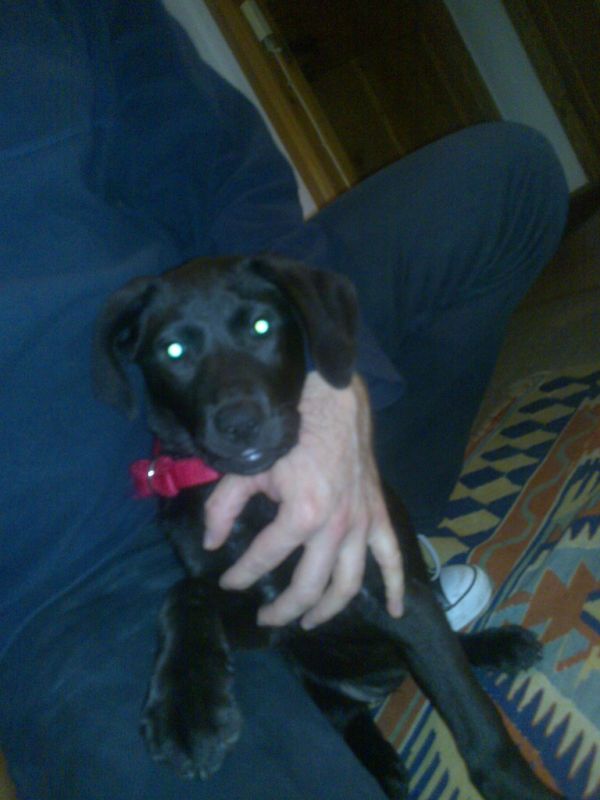 Bebu the puppy