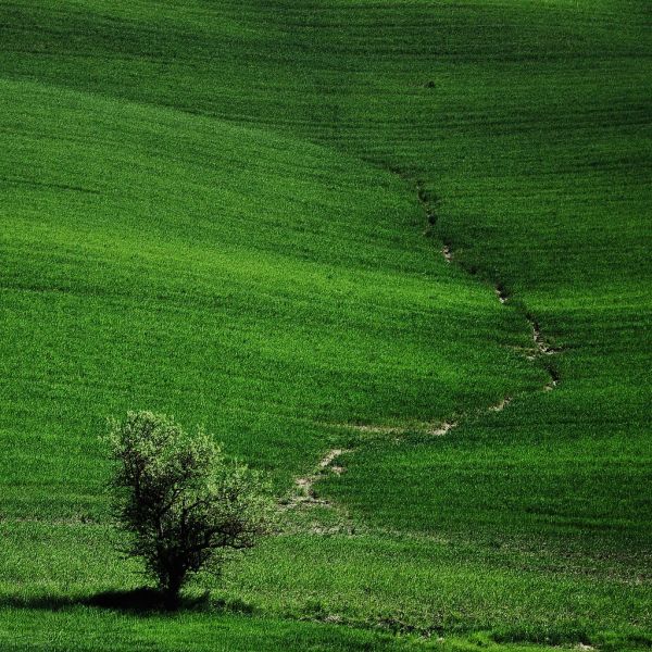 Tinta unita (campagna verde)