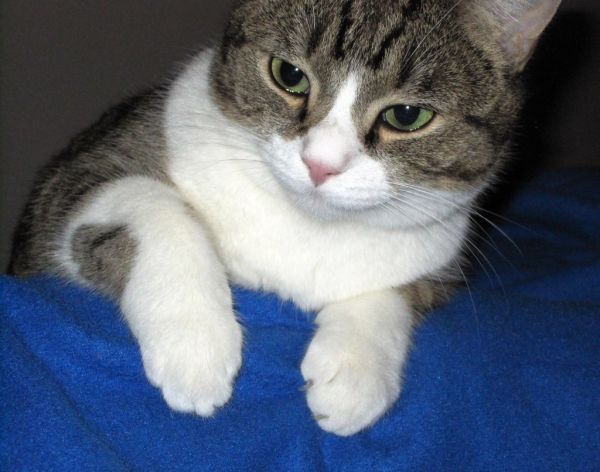 Uni the wonder cat