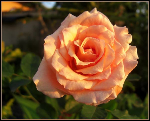 PARABÉNS PRA VC GAÚCHITA MARAVILHOSA.....É PARA VC LÉLIA ESTA ROSA COLHIDA NO MEU JARDIM......FELIZ NÍVER MIGA MUITO QUE