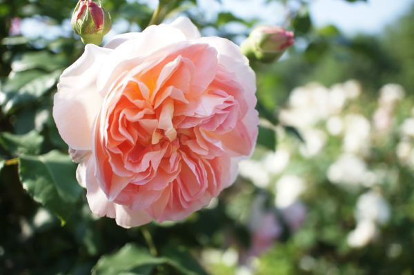 Rose Emanuel バラ エマニュエル