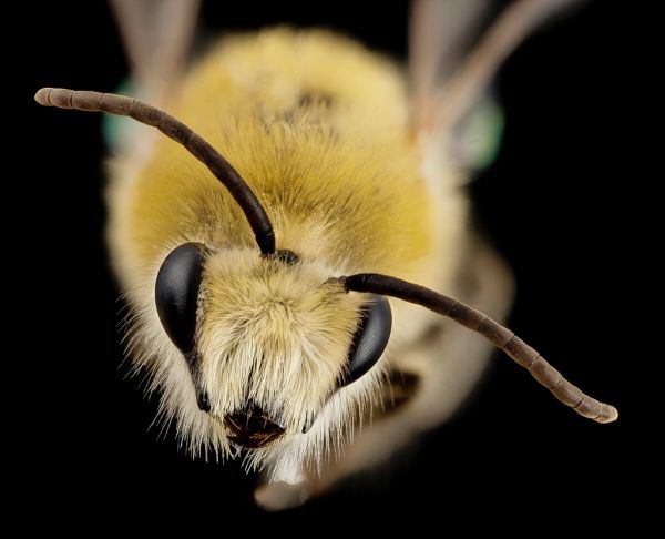 bee cute furry face, m, argentina, angle_2014-08-07-18.11.05 ZS PMax