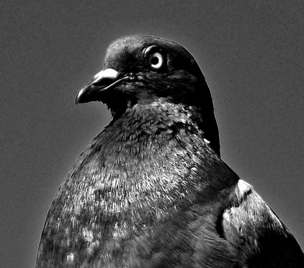 volevo fare l'aquila