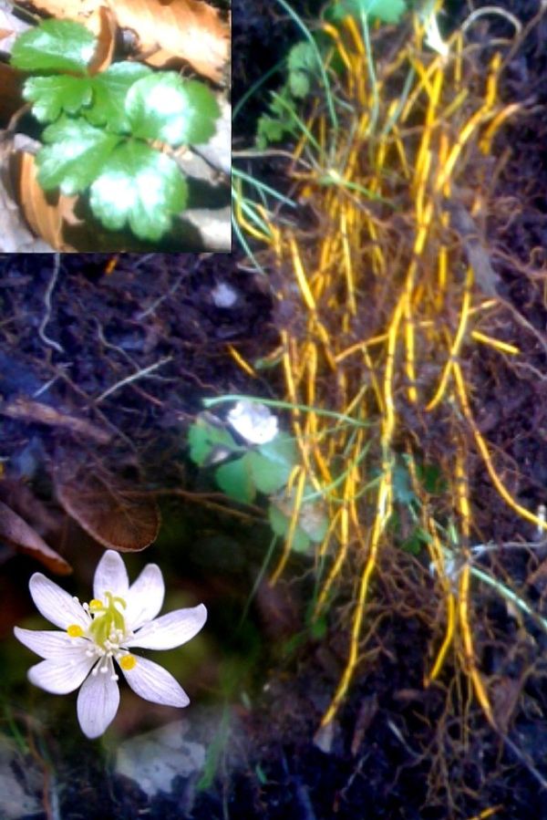 Fleur, feuilles et racines du Coptide du Groenland
