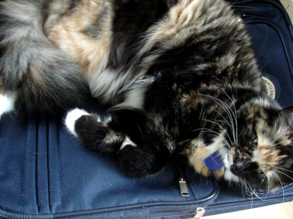 Alla on a suitcase