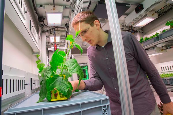 Vincent Vrakking untersucht eine Gurkenpflanze im EDEN:ISS Gewächshaus