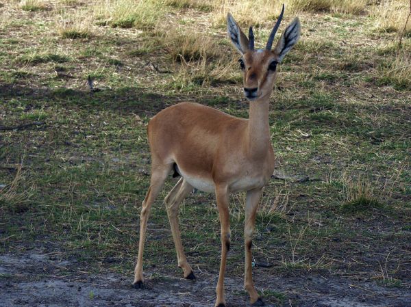 young blackbuck at tal chhapar