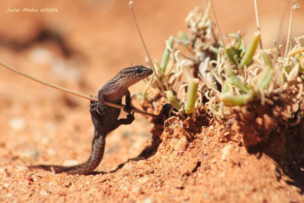 Leaf Toed Gecko (Genus: Goggia) in Goegap Nature Reserve