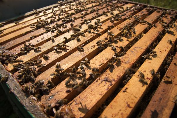Wabenrähmchen eines Bienenstock unter der Abdeckung