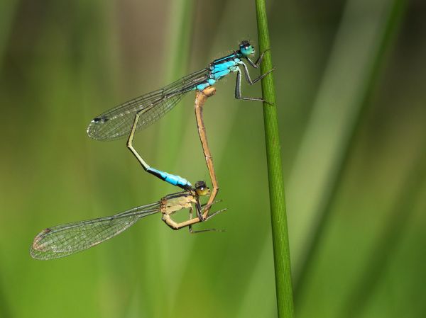 Ischnura elegans, Provinciedomein 'Het Vinne' near Zoutleeuw, Belgium